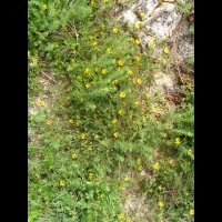 Anthyllide vulneraire (1)